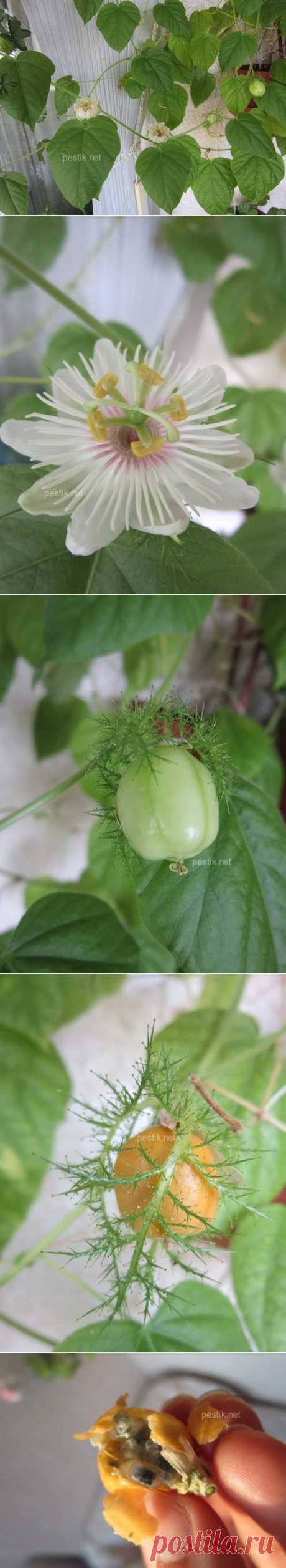 Пассифлора фоэтида (лат. Passiflora foetida) или пассифлора Изменчивая. Цветение и плоды.