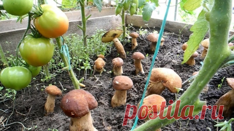 Что принести из леса, чтобы вырастить грибы в огороде Как посадить грибы на приусадебном участке: простые способы, приносящие хороший урожай.