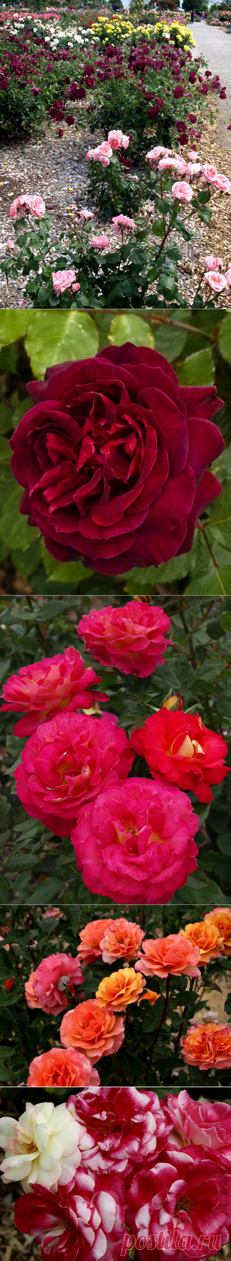 Сад роз в Ботаническом саду Аделаиды,Австралия