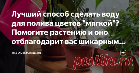 Лучший способ сделать воду для полива цветов "мягкой"? Помогите растению и оно отблагодарит вас шикарным цветением Оказывается, споры о воде для полива цветов не прекращаются. Об этом я узнала, когда серьезно увлеклась орхидеями. 
Любитель «болеющий» цветами, я старалась придерживаться основных правил полива. Это сработало! Делюсь своим опытом с теми, у кого нет времени на эксперименты по смягчению воды для полива.