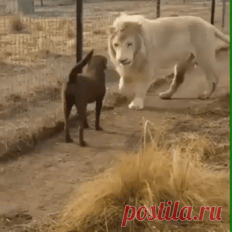 Tiger And Dog Buddy,animals GIFs Tiger And Dog Buddy, Find More animals GIFs on GIF-VIF