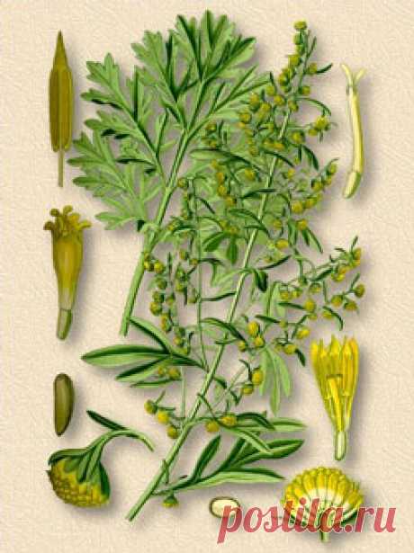 Полынь горькая — Artemisia Absinthium L.