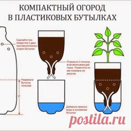 компактный огород в пластиковых бутылках