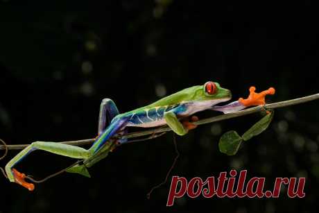 Untitled This Red-eyed Tree Frog was photographed in Costa Rica guided by Neotropic Photo Tours.
