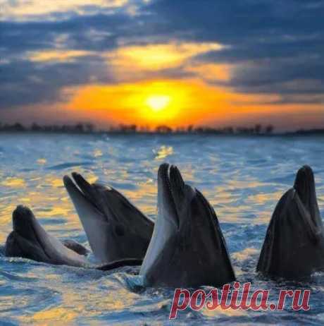 Дельфины в лучах заката