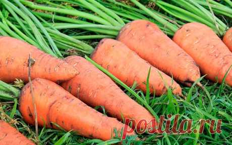 Правильный посев моркови для хорошего урожая