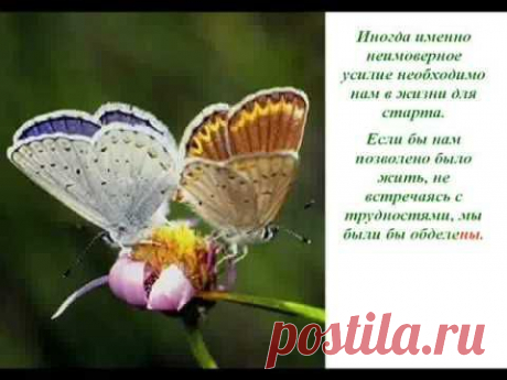 Притча  Урок бабочки | Восточная медицина, омоложение и долголетие