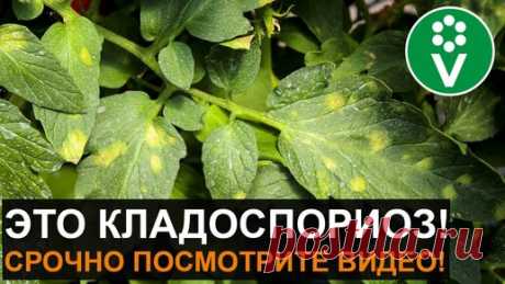 Кладоспориоз (бурая пятнистость) томатов – враг теплиц №1. Лечение и профилактика болезни | Procvetok | Дзен