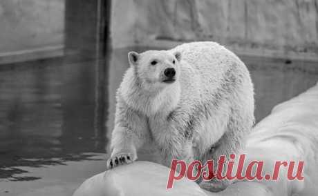 В зоопарке Екатеринбурга умерла белая медведица Айна. На 26-м году жизни в зоопарке Екатеринбурга умерла белая медведица Айна, сообщили в пресс-службе администрации города.