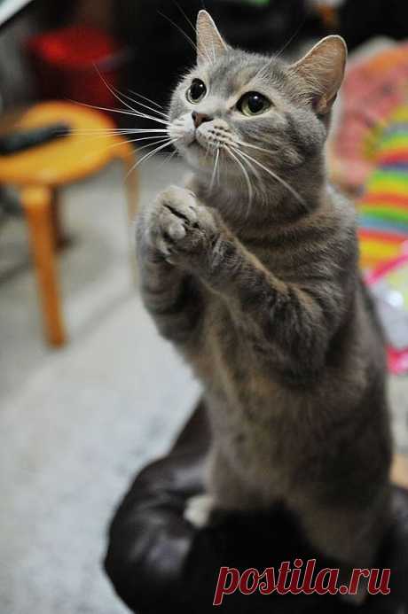 I Am Begging For Some Tuna! | Cutest Paw