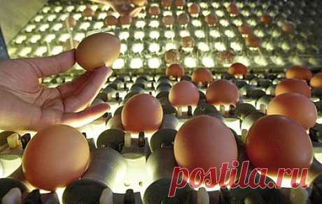 В России куриные яйца с 10 по 15 января подешевели впервые за полгода. По данным Росстата, также снизились цены на мясо кур, пшено, свинину, сосиски, сардельки и макаронные изделия