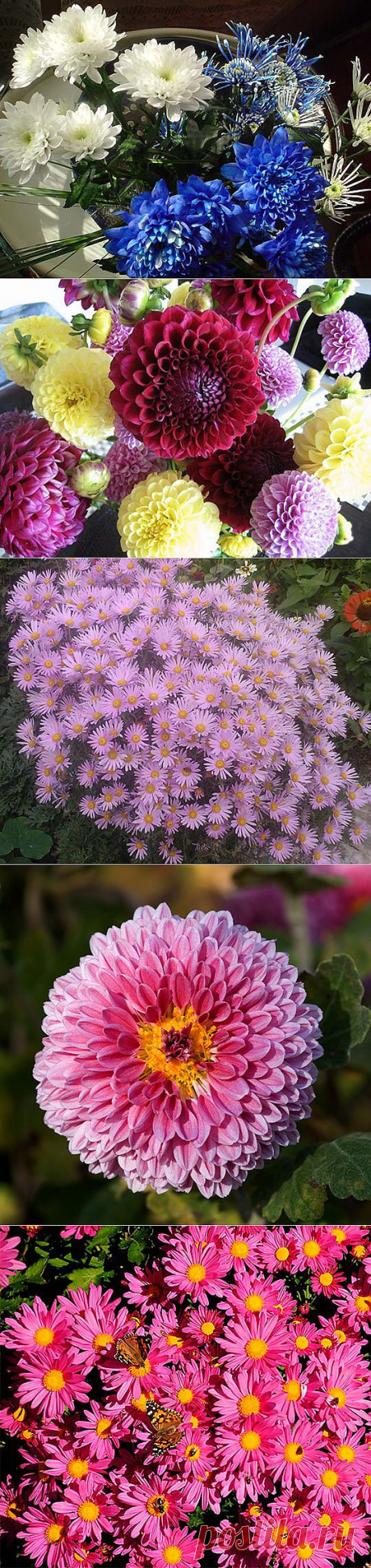Цветы хризантемы, герберы (61 фото) картинки, видео