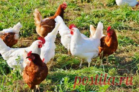 Результаты травяного откорма домашней птицы – опыт Детской школы фермера приюта «Покров» Цыплят по осени считают, и вот что показали факты