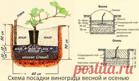 Посадка винограда: схемы с фото-инструкцией, сроки когда и как посадить для начинающих. Посадка черенками весной и осенью