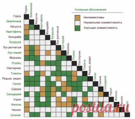 Для дачников и огородников. Совместимость и несовместимость растений
