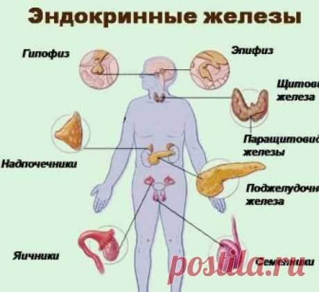 Синдром хронической усталости. Как гормоны от нас устают Экология здоровья: Обмен веществ в организме регулируется железами, вырабатывающими гормоны. Управление гормонами принадлежит гипофизу, который контролируется гипоталамусом. Гипоталамус — защитная система организма, его предохранитель, и часто он выключается при СХУ из-за недостатка энергии. Благодаря возросшему уровню стрессов гормональные проблемы сегодня не редкость, особенно в городской среде. 