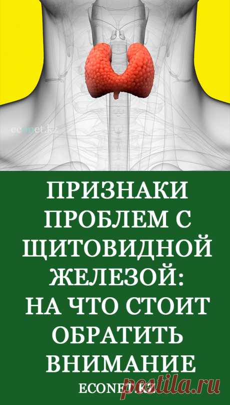 Признаки проблем со щитовидной железой: на что стоит обратить внимание

Важную роль в нашем организме играет щитовидная или эндокринная железа. Это самый крупный орган в эндокринной системе, и если нарушаются его функции, то это обязательно сказывается на здоровье и жизнедеятельности всего человека.