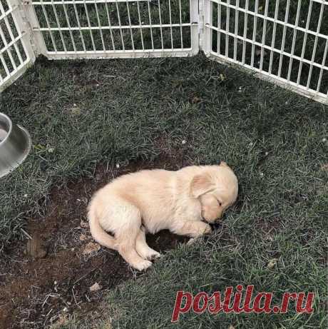 Эти 18 милых зверушек будто созданы, чтобы ломать ваши мимиметры