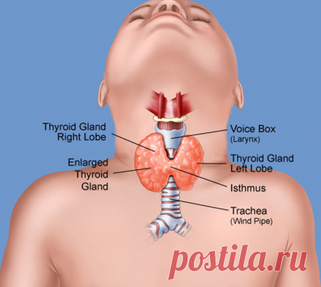 Заболевания ЩИТОВИДНОЙ ЖЕЛЕЗЫ у детей: Тревожные признаки