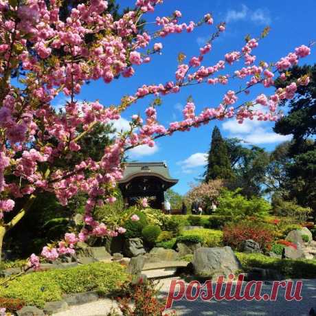 Это японский сад в Kew Gardens, London.