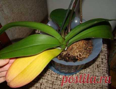 Топ-8 способов спасти орхидею от засыхания