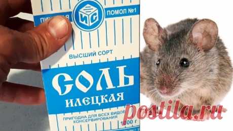 Как избавиться от мышей раз и навсегда | Безопасное средство для людей и животных | Сделай Сам - Своими Руками | Пульс Mail.ru