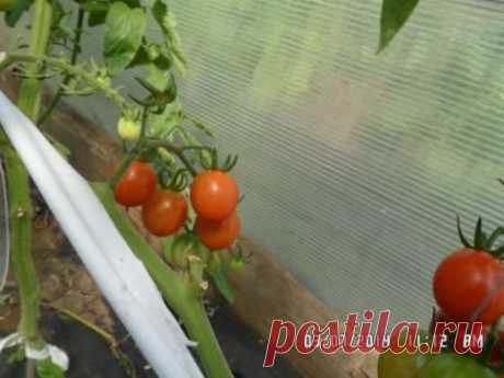 Некоторые аспекты выращивания томатов | pdeinekin.ru