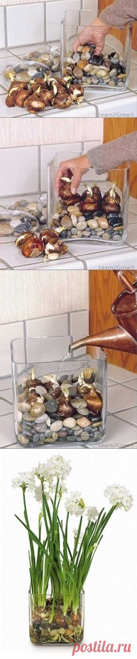 Forcing bulbs in water and rocks