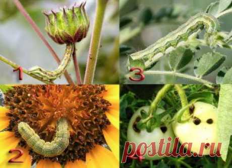Типы повреждений растений сосущими насекомыми-вредителями | Дача - впрок