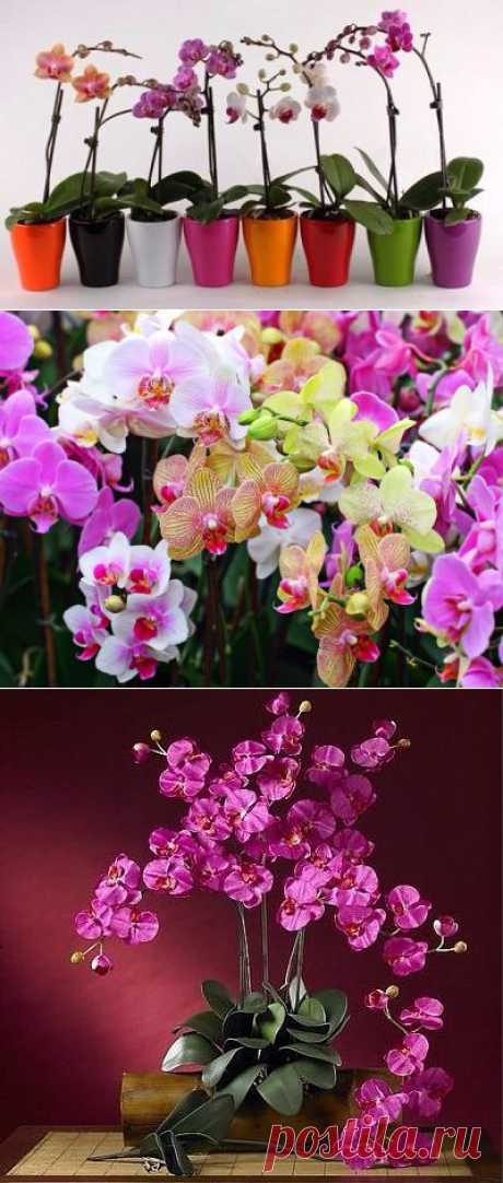 ОРХИДЕИ – СЕКРЕТЫ УХОДА.
Прекрасную орхидею - фаленопсис дарят женщинам на праздник.
Вы стали хозяйкой орхидеи? И теперь пребываете в смятении, как за ней ухаживать?
Всего несколько несложных советов и любимый цветок будет радовать Вас своим цветением.
