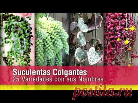 💗 25 Suculentas COLGANTES con Nombres ! para tu Jardín, Tipos y Especies