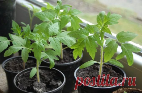 Почему у рассады томатов отсыхают и желтеют нижние листочки :: Сад и огород