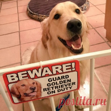 «Осторожно, злая собака»: 14 фотографий собак, которые выглядят слишком добрыми для того, чтобы их боялись
