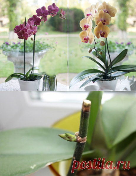 Как обрезать орхидею после цветения в домашних условиях?