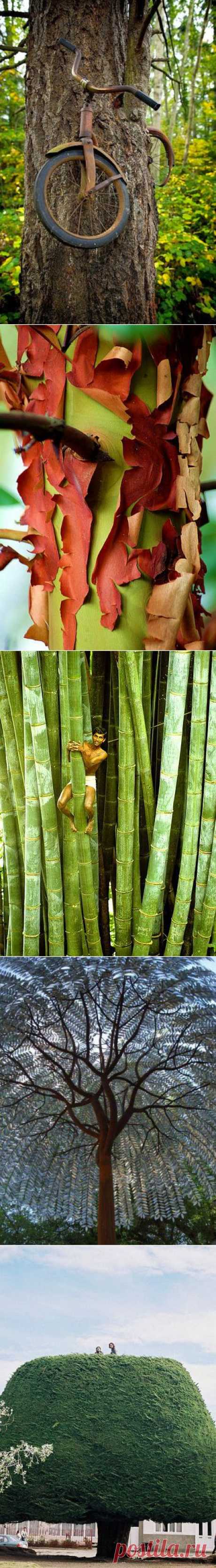 amazing trees | Dusky's Wonders