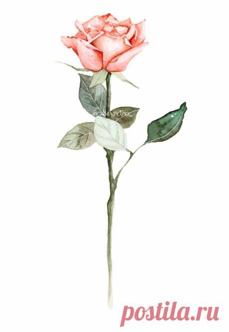 水彩 手绘 绘画 插画 清晰 植物 花卉－堆糖，美好生活研究所