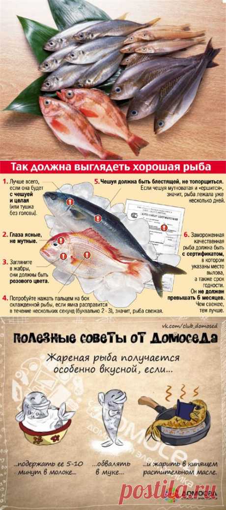 (+1) тема - Полезные советы о рыбе | ВКУСНО ПОЕДИМ!