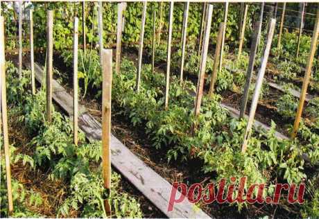 Опыт выращивания томатов одной огородницы