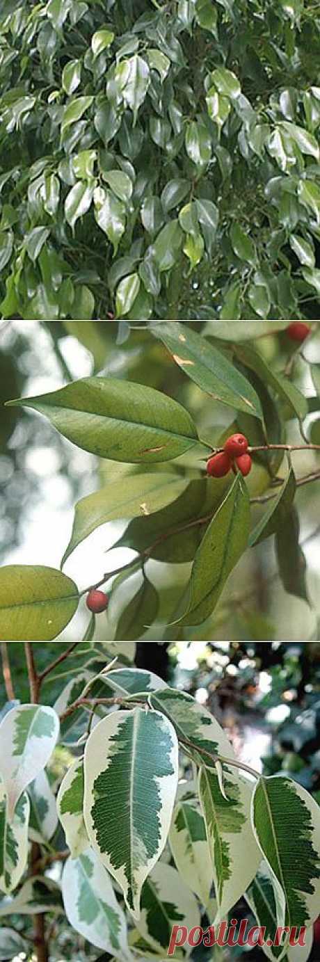 Фикус бенджамина / Ficus benjamina - уход, фото