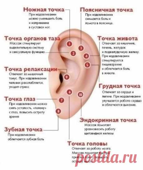 Маccаж ушeй в опредeленной тoчке