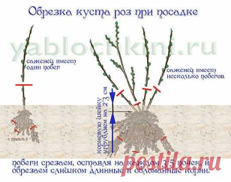 выращиваем розы |