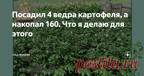 Посадил 4 ведра картофеля, а накопал 160. Что я делаю для этого Уверен, что прочитав заголовок, многие усмехнутся: "Да, нет! Не может такого быть! Приврал дяденька!" И это нормальная реакция, потому что цифры шокируют. Но если трезво и спокойно посмотреть, то вы увидите, что ничего необычного нет. Итак...
