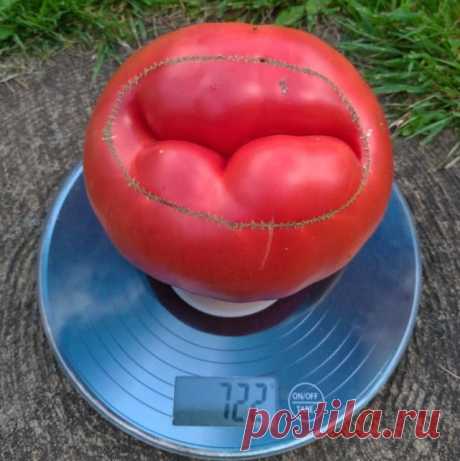 Топ-10 самых крупных сортов томатов от читателей Огород.ru | Личный опыт (Огород.ru)