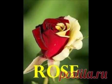 ROSE &quot;MEDIDIICH EL KED&quot;