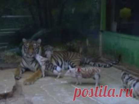 Тигрица потеряла своих детенышей и сильно тосковала, тогда работники зоопарка надели на поросят полосатые костюмы и завели их к ней в клетку… - interesno.win