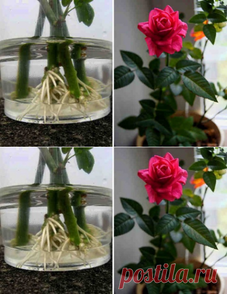 Как укоренить розу из букета. Используйте натуральные стимуляторы образования корней