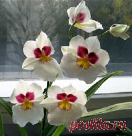 Орхидея мильтония: уход, размножение, пересадка