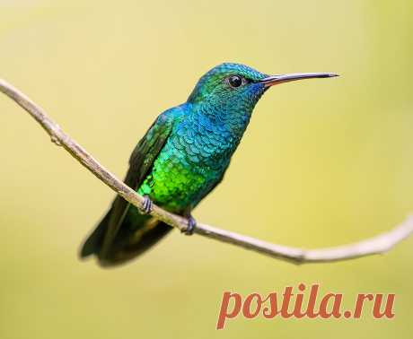 Blue Chinned Sapphire Hummingbird, Yerette, Trinidad. Explore pedro lastra's photos on Flickr. pedro lastra has uploaded 7362 photos to Flickr.