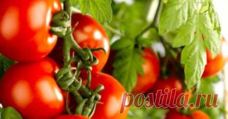 Чем полить кусты, чтобы плоды томатов быстрее завязались и созрели: советы огородников