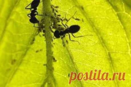 Как избавиться от муравьев на садовом участке - Садоводка